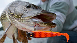 A Variety Of Fishing Bait And Lures On A Wooden Surface Wallpaper