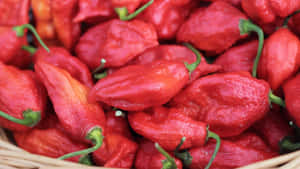 A Variety Of Ghost Peppers Wallpaper