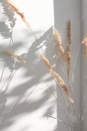 A Vase Of Dried Grass On A White Wall Wallpaper