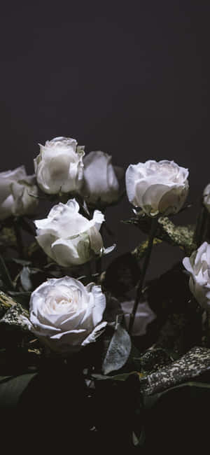 A Vase Of White Roses Wallpaper