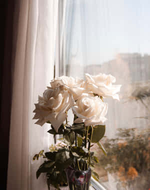 A Vase Of White Roses Wallpaper