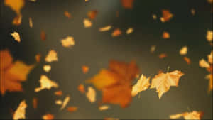 A Vibrant Autumn Leaf Against A Background Of Vibrant Golds And Reds Wallpaper