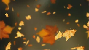 A Vibrant Autumn Leaf Against A Background Of Vibrant Golds And Reds Wallpaper