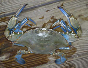 A Vibrant Blue Crab Exploring A Coral Reef. Wallpaper