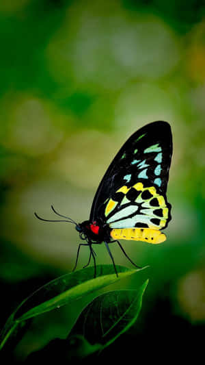 A Vibrant Butterfly Basks In The Warm Sunlight