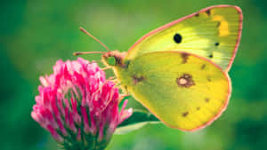 A Vibrant Butterfly Silhouetted Against A Tranquil Sky Wallpaper