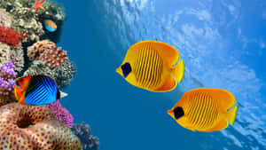 A Vibrant Butterflyfish Exploring The Underwater World Wallpaper