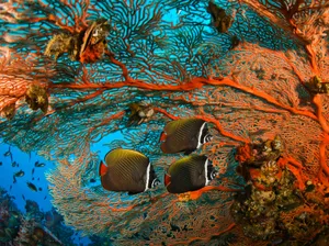A Vibrant Butterflyfish In Its Natural Underwater Habitat Wallpaper