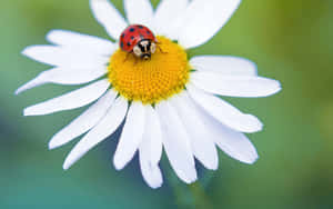 A Vibrant Close-up Of A Ladybug On A Springtime Leaf Wallpaper