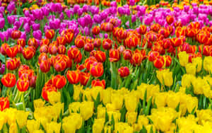 A Vibrant Collection Of Colorful Flowers Wallpaper