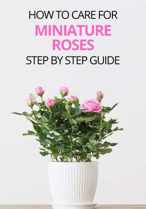 A Vibrant Collection Of Miniature Roses In Full Bloom Wallpaper