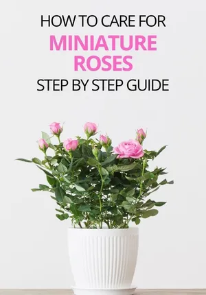 A Vibrant Collection Of Miniature Roses In Full Bloom Wallpaper