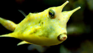 A Vibrant Cowfish Among Beautiful Coral Reefs Wallpaper