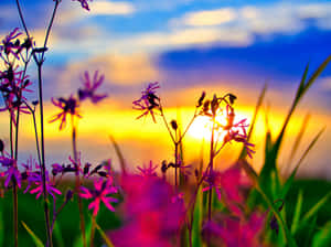 A Vibrant Display Of Beautiful Summer Flowers Wallpaper