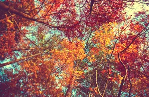 A Vibrant Display Of Colorful Trees Wallpaper