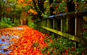 A Vibrant Fall Display Of Nature In Full Colors Wallpaper