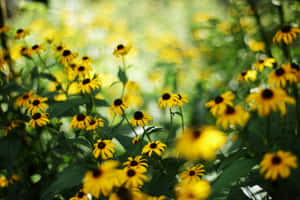 A Vibrant Field Of Black Eyed Susans Wallpaper