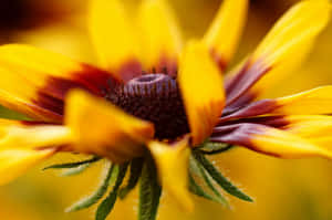 A Vibrant Field Of Black-eyed Susans Wallpaper