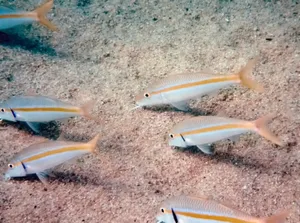 A Vibrant Goatfish Navigating Coral Reefs Wallpaper