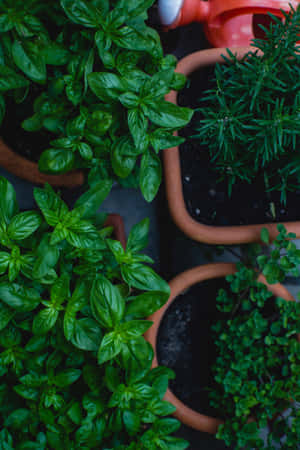 A Vibrant Herb Garden In Full Bloom Wallpaper