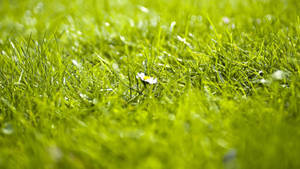 A Vibrant Lone Flower Stands Out Among The Grass In A Meadow. Wallpaper