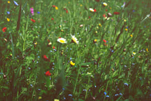 A Vibrant Meadow Adorned With Colorful Wildflowers. Wallpaper