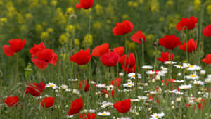 A Vibrant Meadow Filled With Wildflowers In Full Bloom Wallpaper