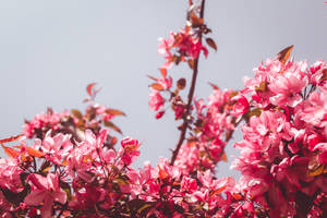 A Vibrant Mix Of Pink Flowers For A Bright Aesthetic Wallpaper