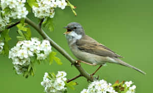 A Vibrant Morning As Birds Chirp In The Lush Green Forest Wallpaper