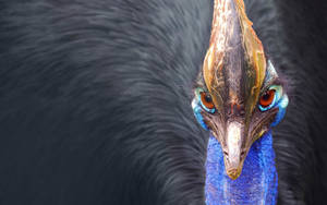 A Vibrant Peacock With Its Beautiful Feathers Proudly Displayed Wallpaper