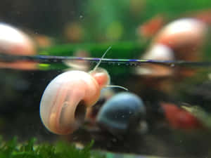 A Vibrant Pink Snail Crawling On A Green Leaf Wallpaper