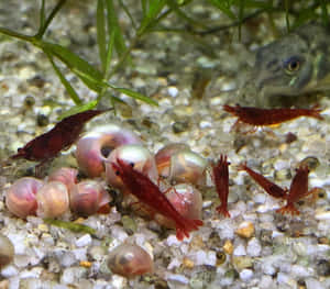 A Vibrant Pink Snail Crawling On Green Glass Wallpaper