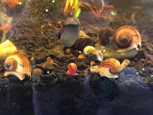 A Vibrant Pink Snail Exploring Its Natural Habitat Wallpaper