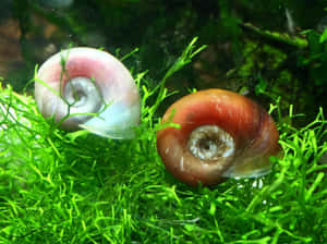 A Vibrant Pink Snail Exploring The Garden Wallpaper