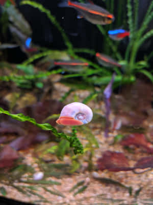 A Vibrant Pink Snail In Its Natural Habitat Wallpaper