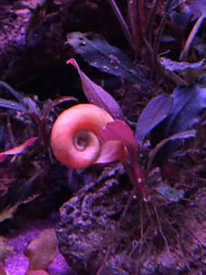 A Vibrant Pink Snail In Nature Wallpaper