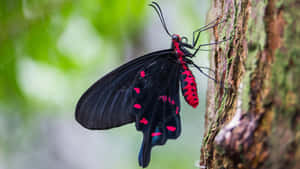 A Vibrant Red Butterfly Sparkles Against A Lush Green Field Wallpaper