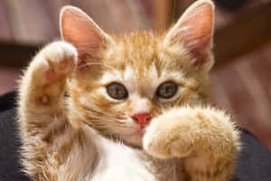 A Vibrant Red Cat Lounging On A Soft Surface Wallpaper