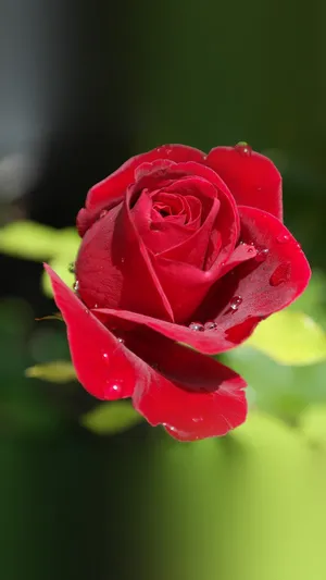 A Vibrant Red Rose Bloom Touched By Fresh Raindrops Wallpaper