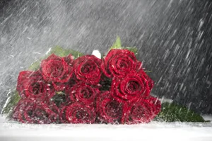 A Vibrant Red Rose Glowing Amid Raindrops Wallpaper
