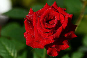 A Vibrant, Red Rose Soaked From Glistening Raindrops Wallpaper