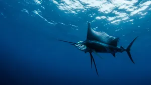 A Vibrant Sailfish Swimming Effortlessly In The Ocean Depths Wallpaper