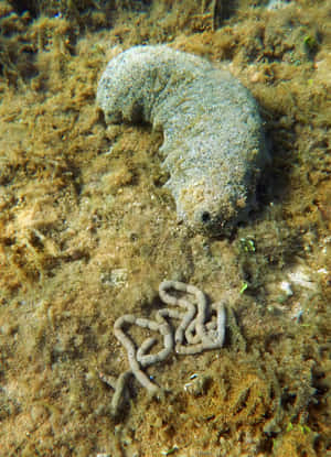 A Vibrant Sea Cucumber Living Deeply In The Ocean Wallpaper