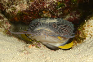 A Vibrant Toadfish In Natural Habitat Wallpaper