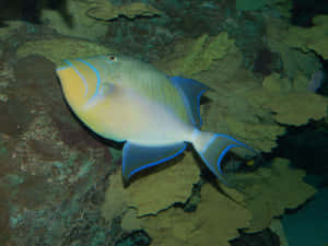 A Vibrant Triggerfish Gliding Through Crystal Clear Waters. Wallpaper