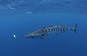 A Vibrant Wahoo Fish Swimming Underwater In Its Natural Habitat. Wallpaper