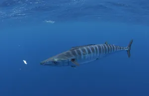 A Vibrant Wahoo Fish Swimming Underwater In Its Natural Habitat. Wallpaper