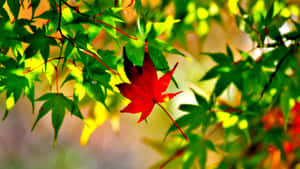 A Vibrant Yellow Autumn Leaf In The Foreground Of A Natural Landscape Wallpaper