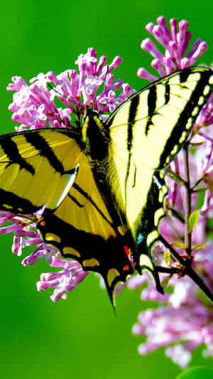 A Vibrant Yellow Butterfly Atop Delicate White Flowers Wallpaper