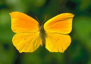 A Vibrant Yellow Butterfly On A Purple Flower Wallpaper